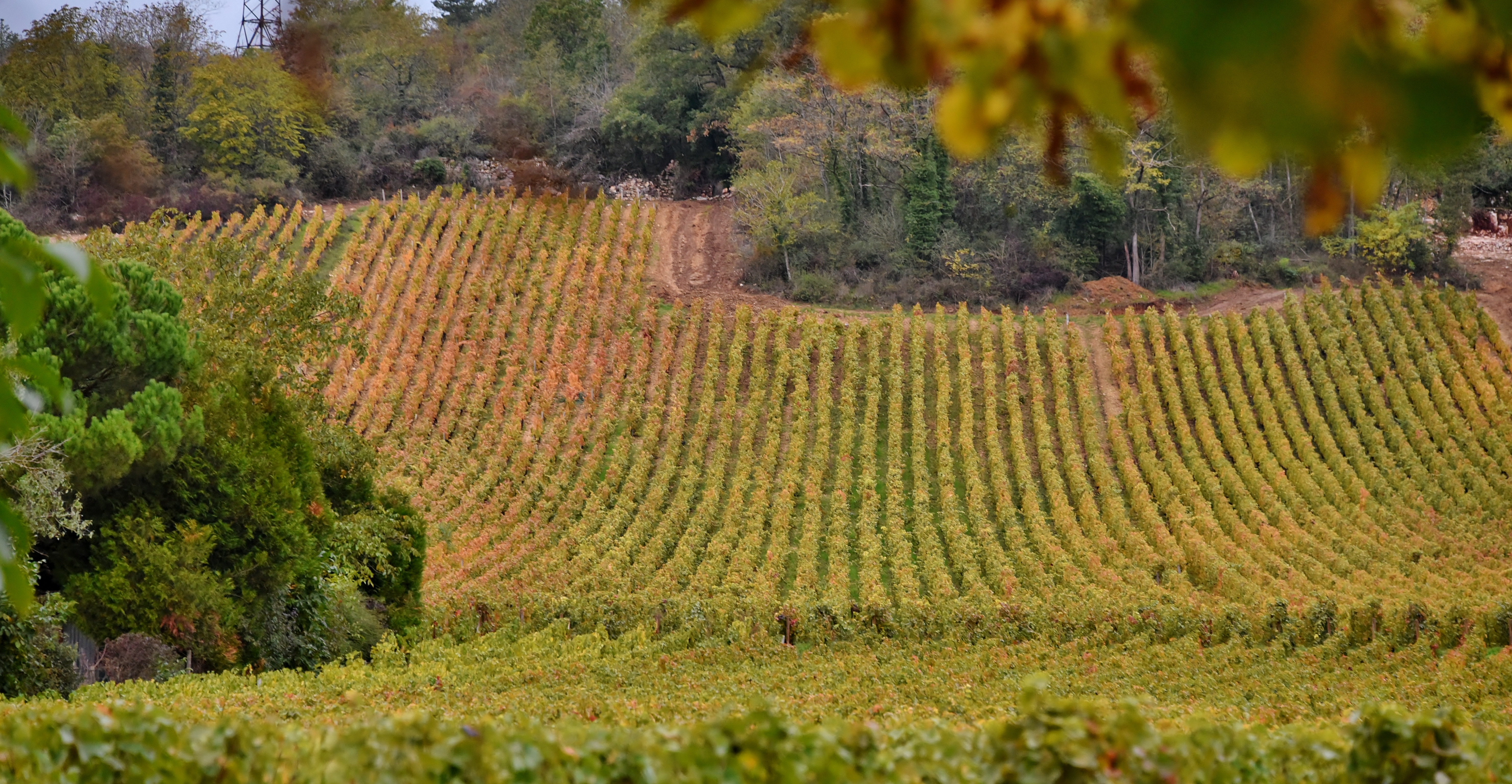 Vue des Vignes